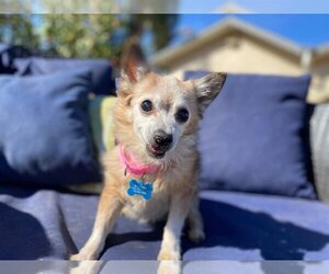 Chihuahua Dogs for adoption in  Ramona, CA, USA