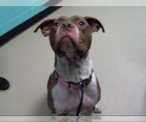 American Pit Bull Terrier Dogs for adoption in Nashville, TN, USA