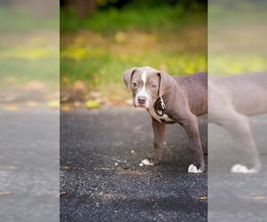 American Pit Bull Terrier Dogs for adoption in Belleville, IL, USA