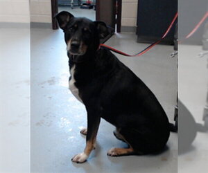 Black and Tan Coonhound-Labrador Retriever Mix Dogs for adoption in Fayetteville, NC, USA