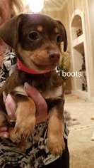 Medium Photo #1 Chiweenie Puppy For Sale in Houston, TX, USA