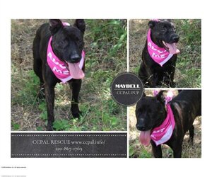 Plott Hound-Unknown Mix Dogs for adoption in Bandera, TX, USA