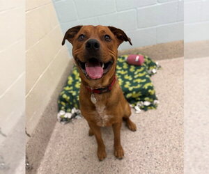 Mutt Dogs for adoption in Brighton, CO, USA