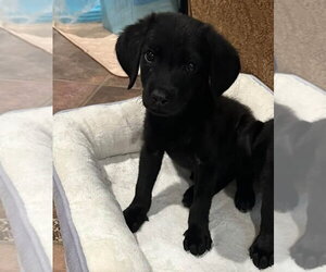 Labrador Retriever-Unknown Mix Dogs for adoption in Lakewood, CO, USA