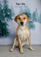Labrador Retriever-Unknown Mix Dogs for adoption in Littleton, CO, USA
