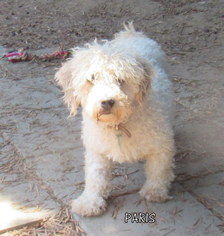 Bichon Frise Dogs for adoption in Lindsay, CA, USA