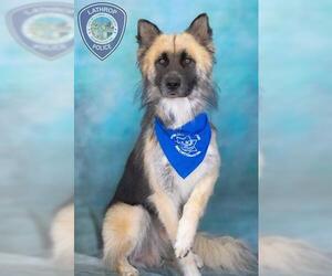 Alaskan Malamute-German Shepherd Dog Mix Dogs for adoption in Lathrop, CA, USA