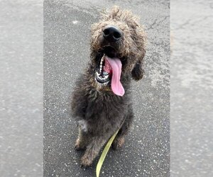 Poodle (Standard) Dogs for adoption in Sacramento, CA, USA