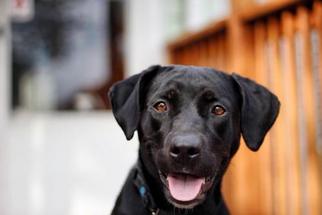 Labrador Retriever Dogs for adoption in Saint Louis, MO, USA
