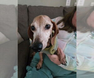 Dachshund Dogs for adoption in Fruitland, SC, USA