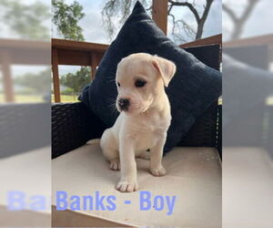 American Staffordshire Terrier-Unknown Mix Dogs for adoption in San Antonio, TX, USA
