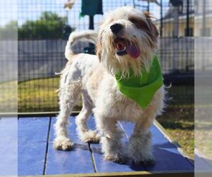 Poodle (Miniature)-Unknown Mix Dogs for adoption in San Antonio, TX, USA