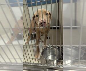 American Pit Bull Terrier Dogs for adoption in Bakersfield, CA, USA