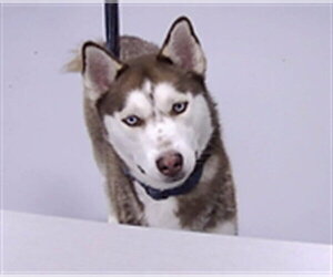 Siberian Husky Dogs for adoption in St. Cloud, FL, USA