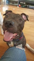 American Pit Bull Terrier Dogs for adoption in aurora, IL, USA