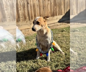 Mutt Dogs for adoption in Paso Robles, CA, USA