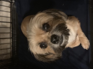 Shih Tzu-Unknown Mix Dogs for adoption in Abilene, TX, USA