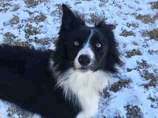 Border Collie Dogs for adoption in Ames, IA, USA