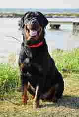 Rottweiler Dogs for adoption in Thibodaux, LA, USA