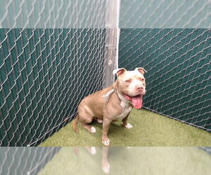 Mutt Dogs for adoption in Downey, CA, USA