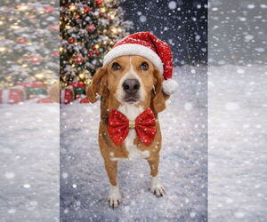 Mutt Dogs for adoption in Murfreesboro, NC, USA