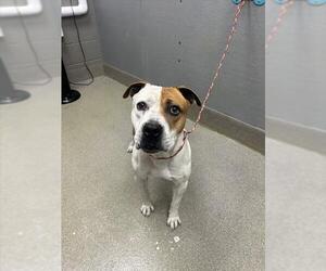 Mutt Dogs for adoption in Las Vegas, NV, USA