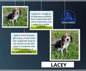 Beagle Dogs for adoption in Mt. Vernon, IN, USA