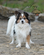 Papillon Dogs for adoption in Topeka, KS, USA