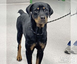Rottweiler-Unknown Mix Dogs for adoption in Washington, DC, USA