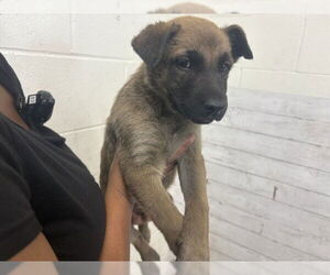 Labrador Retriever-Unknown Mix Dogs for adoption in San Bernardino, CA, USA