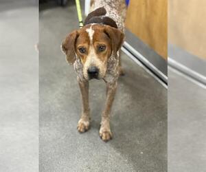 English Coonhound-Unknown Mix Dogs for adoption in Forestville, MD, USA
