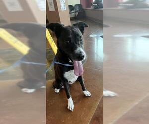 Border Collie-Unknown Mix Dogs for adoption in Texas City, TX, USA