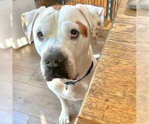 American Bulldog Dogs for adoption in Tallahassee, FL, USA