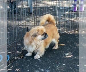 Pekingese Dogs for adoption in danville, CA, USA