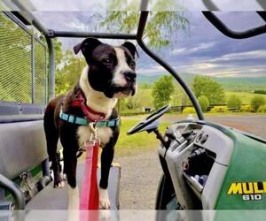 Border Terrier-Boxer Mix Dogs for adoption in Delaplane, VA, USA