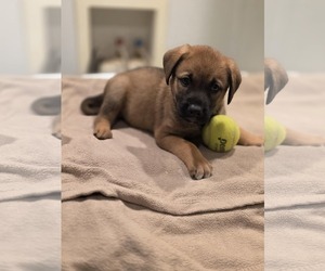 Shepradors Dogs for adoption in SHERBURNE, NY, USA