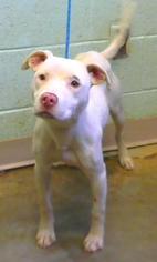 Medium Photo #1 American Pit Bull Terrier-Unknown Mix Puppy For Sale in Alpharetta, GA, USA