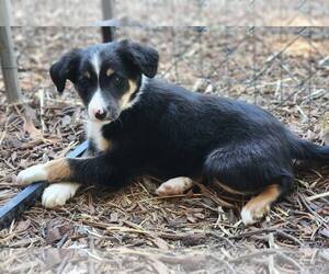 Border Collie Dogs for adoption in Paso Robles, CA, USA