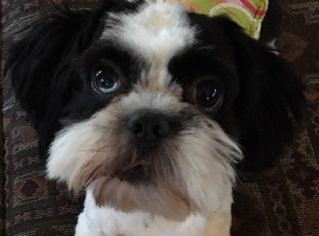 Medium Photo #1 Shih Tzu Puppy For Sale in Beloit, WI, USA