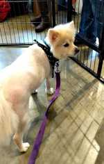 Medium Photo #1 Pomeranian-Unknown Mix Puppy For Sale in Durham, NC, USA