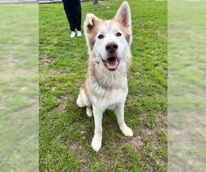 Alusky Dogs for adoption in Conroe, TX, USA