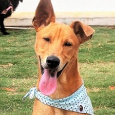 Labrador Retriever-Unknown Mix Dogs for adoption in San Francisco, CA, USA