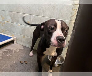 Mutt Dogs for adoption in Stockton, CA, USA