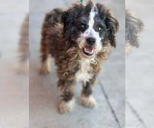 Poodle (Toy)-Unknown Mix Dogs for adoption in Pittsburg, CA, USA