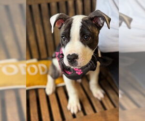 American Pit Bull Terrier-Unknown Mix Dogs for adoption in Warrenton, VA, USA