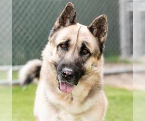 Akita-German Shepherd Dog Mix Dogs for adoption in Camarillo, CA, USA