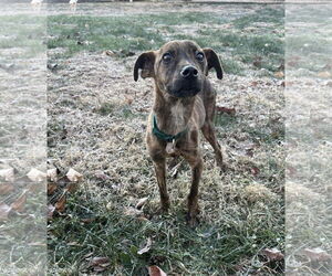 Medium Photo #5 Chihuahua-Feist Terrier Mix Puppy For Sale in Westwood, NJ, USA