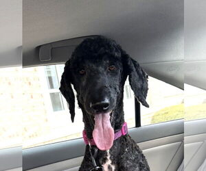 Poodle (Standard) Dogs for adoption in Wheaton, IL, USA