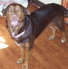 Sheprador Dogs for adoption in Newfoundland, PA, USA