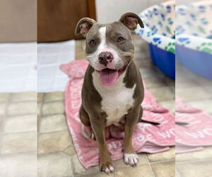 American Pit Bull Terrier Dogs for adoption in GILBERTS, IL, USA